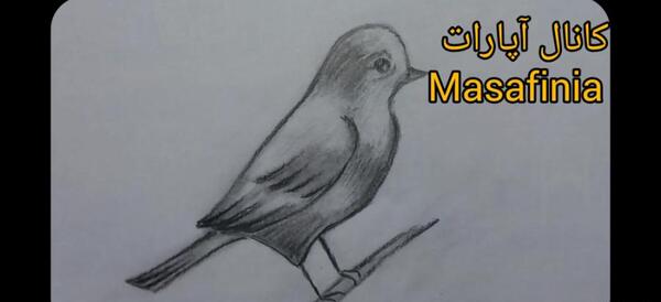 عکس نقاشی سیاه قلم پرنده ساده