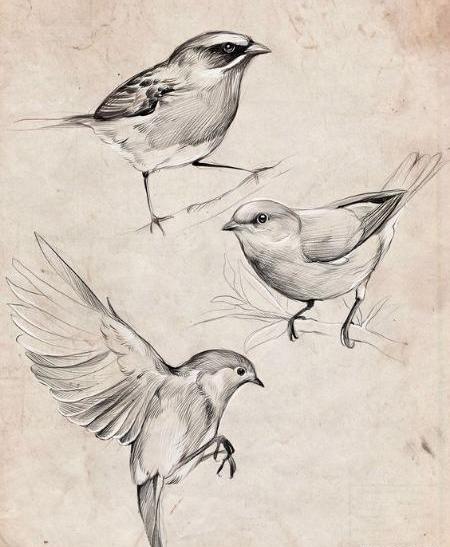 عکس نقاشی سیاه قلم پرنده ها