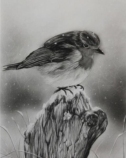 عکس نقاشی سیاه قلم از پرنده
