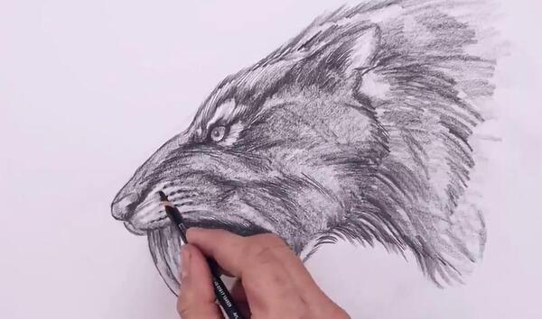 عکس نقاشی سیاه قلم حرفه ای حیوانات