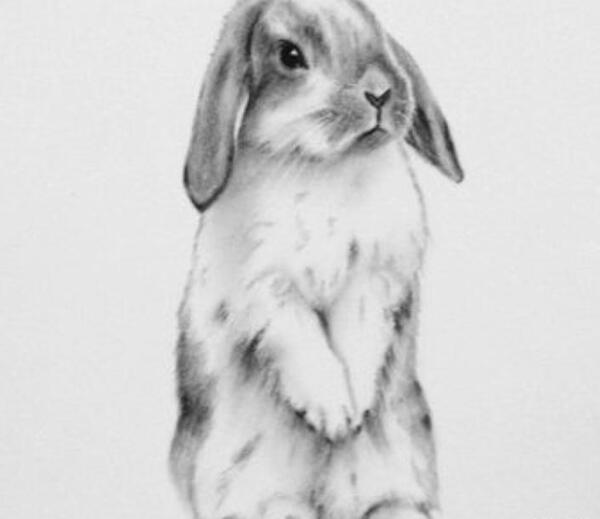 عکس آموزش نقاشی سیاه قلم خرگوش