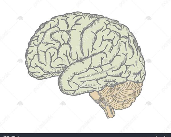 عکس نقاشی سیاه قلم قلب و مغز