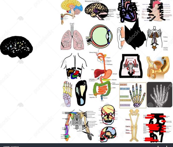 عکس نقاشی سیاه قلم قلب و مغز