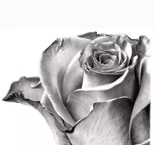 عکس نقاشی سیاه قلم گل رز ساده