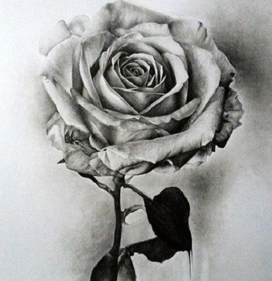 عکس نقاشی سیاه قلم از گل رز