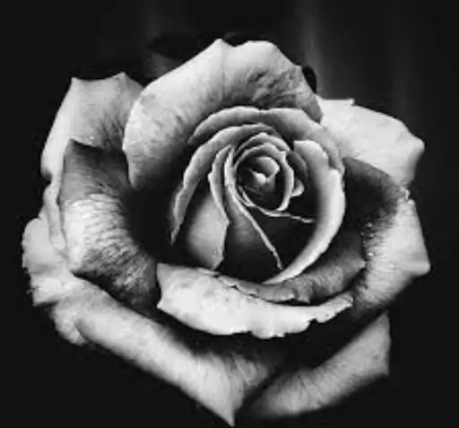 عکس نقاشی سیاه قلم از گل رز
