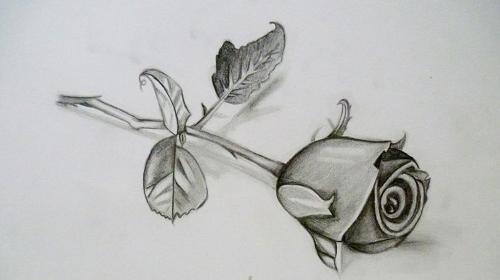 عکس نقاشی سیاه قلم از گل رز