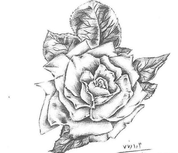 عکس نقاشی سیاه قلم از گل رز