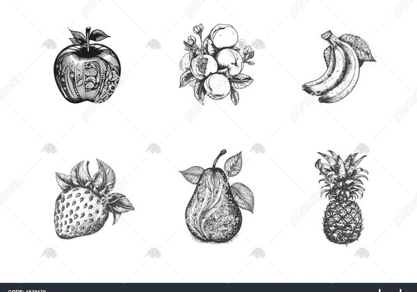 عکس نقاشی سیاه قلم میوه ها