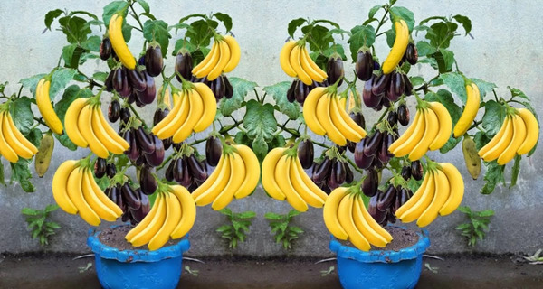 عکس نقاشی سیاه قلم موز