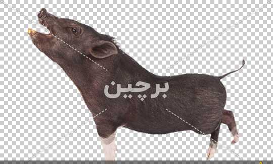 عکس خوک سیاه