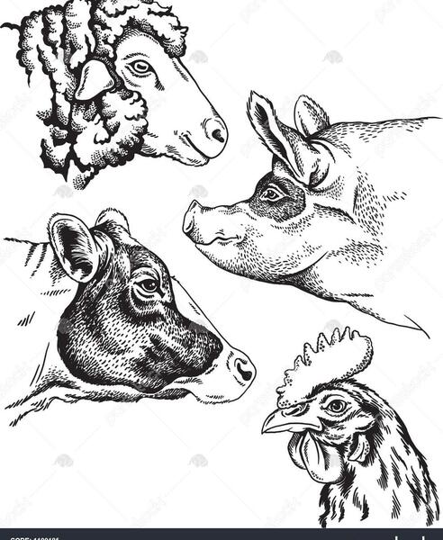 عکس خوک سیاه