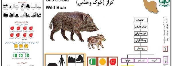 عکس خوک بزرگ