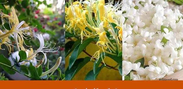 عکس نقاشی گل یاس سخت