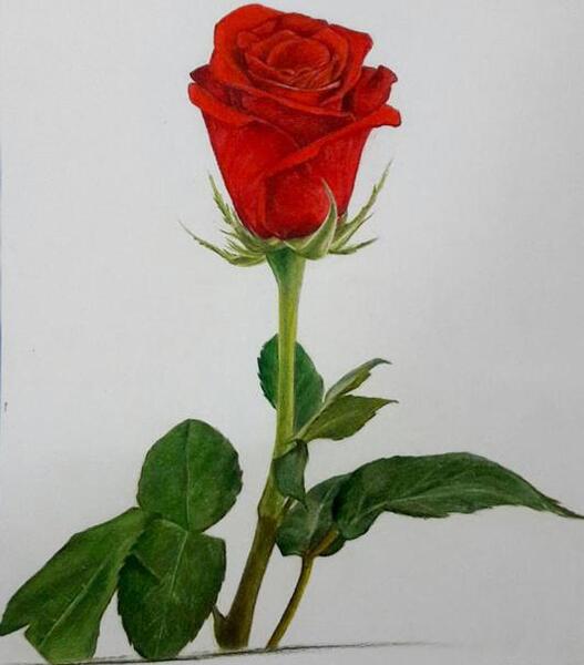 عکس نقاشی گل محمدی ساده و زیبا