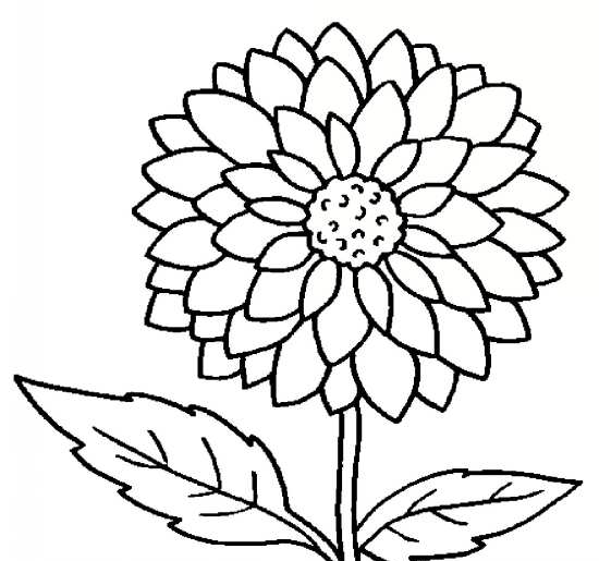 عکس نقاشی گل محمدی ساده و زیبا