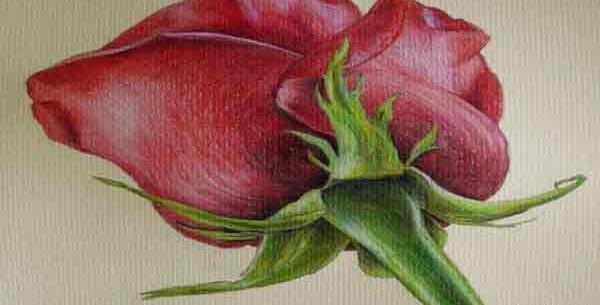 عکس نقاشی گل محمدی ساده و زیبا