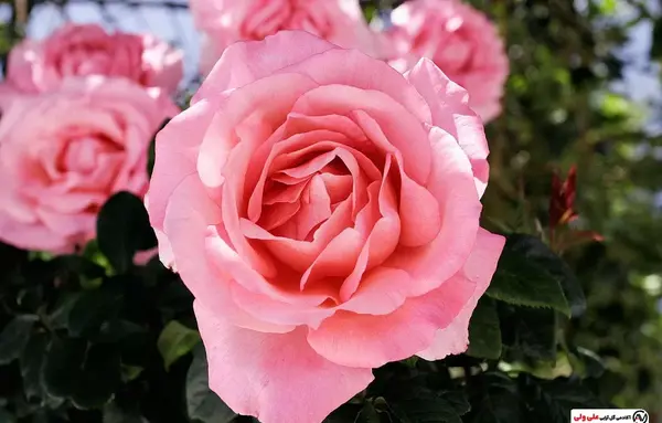 عکس نقاشی گل محمدی ساده و زیبا