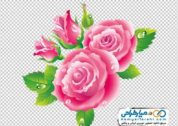 عکس نقاشی گل محمدی زیبا