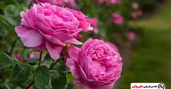 عکس نقاشی گل محمدی زیبا