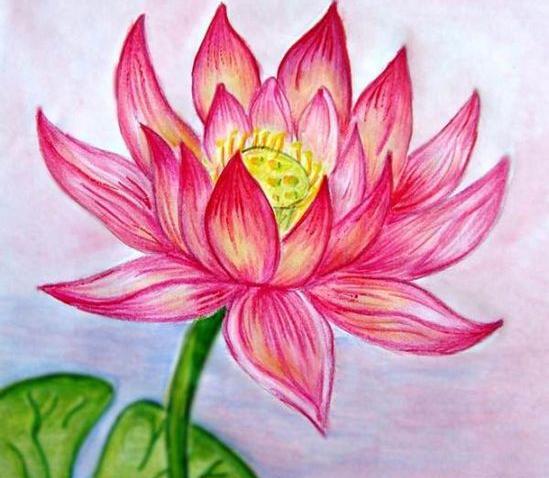 عکس نقاشی گل ارکیده ساده