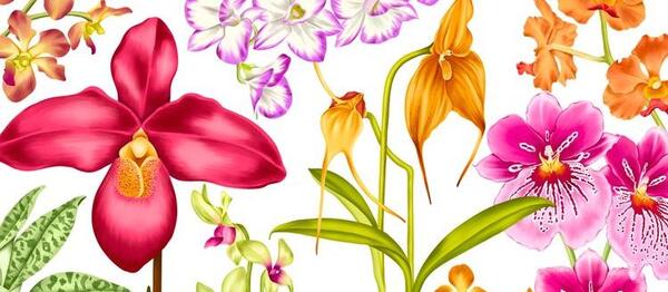 عکس نقاشی گل ارکیده ساده