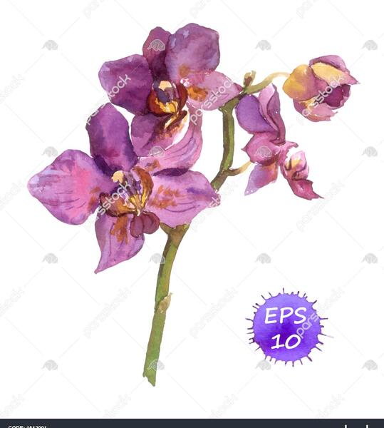 عکس نقاشی گل ارکیده ساده