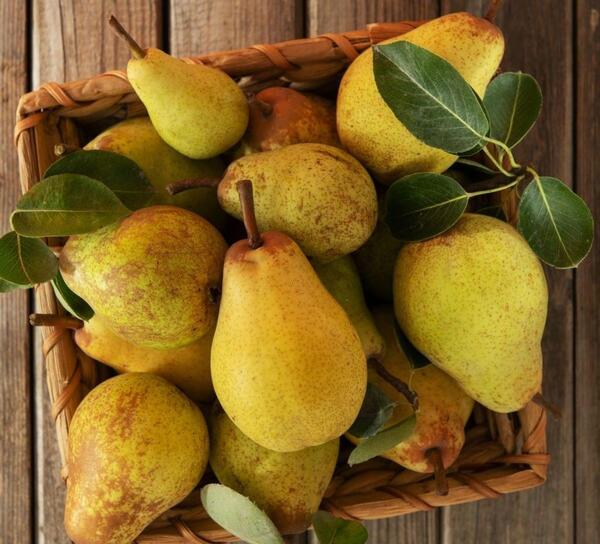 عکس نقاشی گلابی آسان