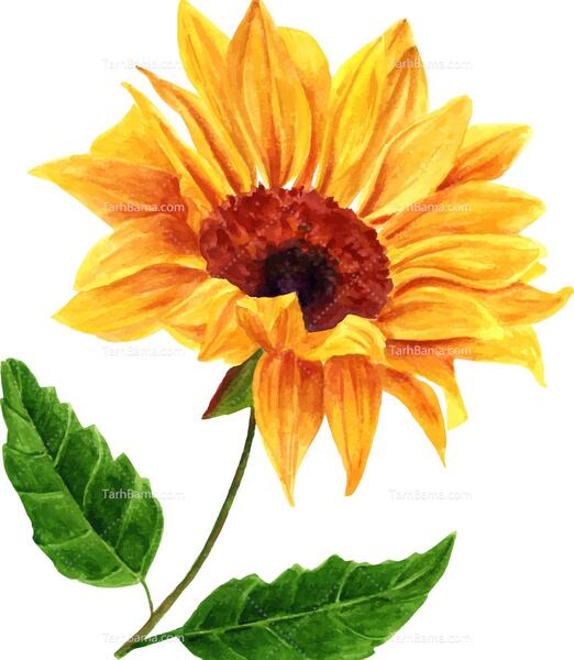 عکس نقاشی گل آبرنگ ساده
