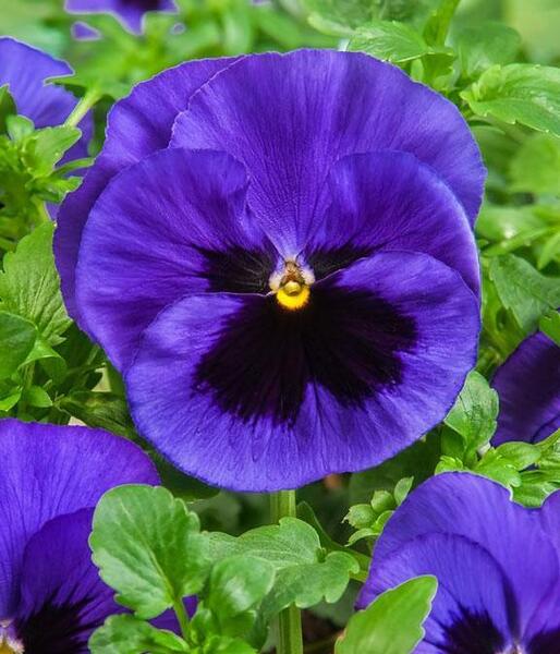 عکس نقاشی ابرنگ گل بنفشه