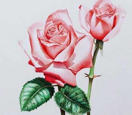 عکس نقاشی گل با مداد رنگی برای نوجوانان