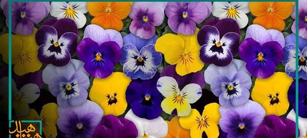 عکس نقاشی گل بنفشه ساده