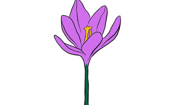 عکس نقاشی گل بنفشه با مداد رنگی ساده