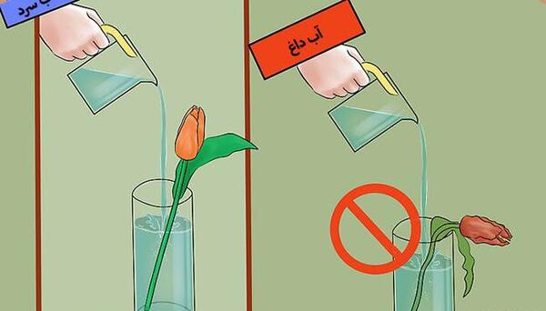 عکس نقاشی گل پژمرده و گل شاداب