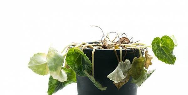 عکس نقاشی گل پژمرده سیاه و سفید