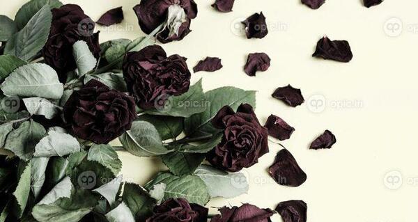 عکس نقاشی گل پژمرده سیاه و سفید