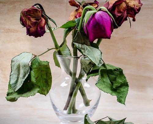 عکس نقاشی گل پژمرده سیاه و سفید