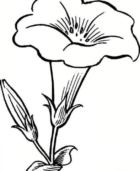 عکس نقاشی گل پیچک کودکانه