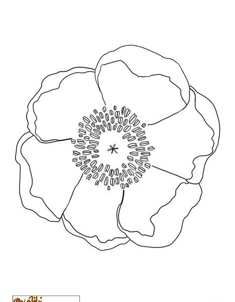 عکس نقاشی گل 5 پر
