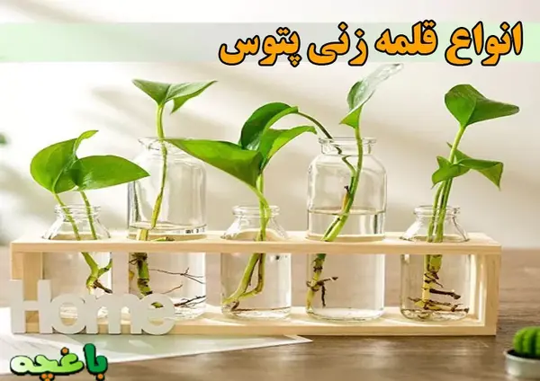 عکس نقاشی گل پتوس آسان