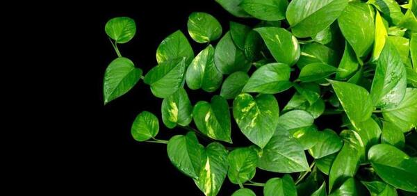 عکس نقاشی گل پتوس آسان