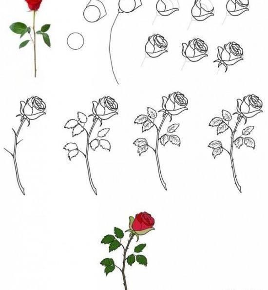 عکس نقاشی گل داوودی