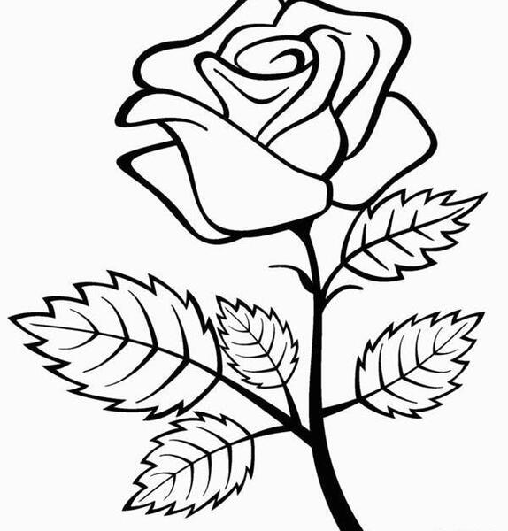 عکس نقاشی گل رز قرمز اسان