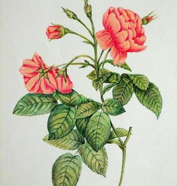 عکس نقاشی گل رز با مداد رنگی حرفه ای