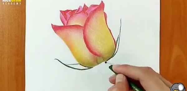 عکس نقاشی گل رز با مداد رنگی حرفه ای