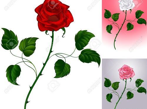 عکس نقاشی گل رز سخت با مداد رنگی