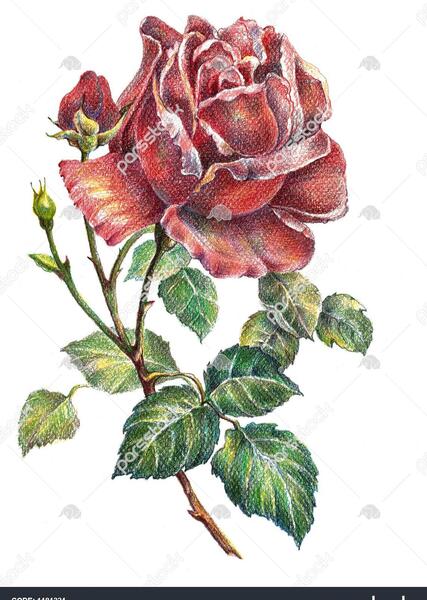عکس نقاشی گل رز سخت با مداد رنگی