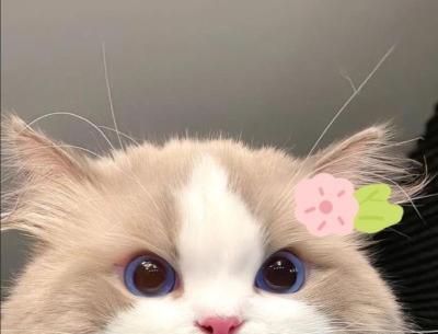 عکس گروه ۴ نفره روح