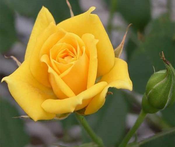 عکس نقاشی گل زرد اسان
