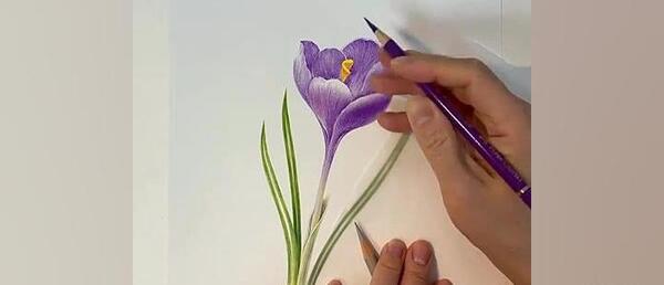 عکس نقاشی گل زعفران آسان